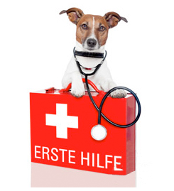 Gefahren für den Hund