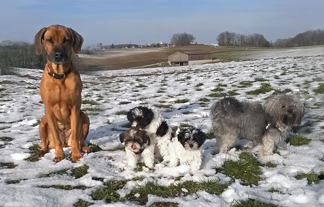 Bolonkwelpen Spaziergang